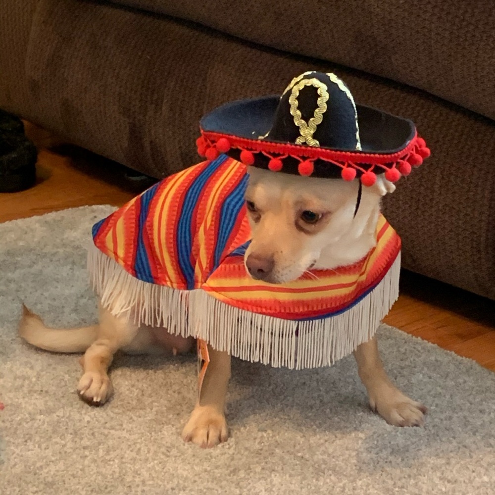 Meet your Posher, Rosie